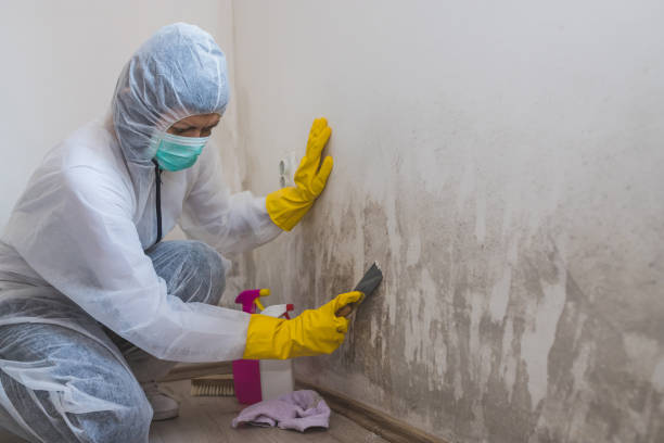 Best Kitchen Mold Remediation in Briarcliff Manor, NY